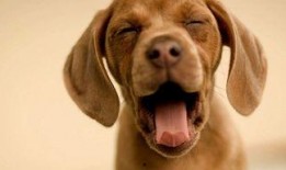 娱乐吃瓜菌小狗,揭秘娱乐圈那些不为人知的幕后故事