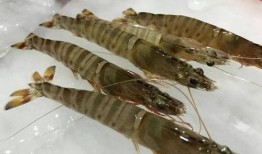 基围虾爆料视频,揭秘海鲜市场的那些不为人知