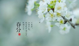 春分有雨在线观看,在线观看春分雨景，感受自然之美