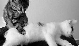 小猫爆料视频下载,一窥网络世界的真实一面