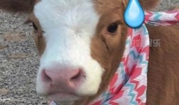 娱乐吃瓜酱狗子,揭秘娱乐圈那些不为人知的幕后故事