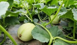 微信免费吃瓜最新入口,轻松解锁瓜界盛宴