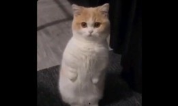 小猫爆料视频下载,一窥网络世界的真实一面