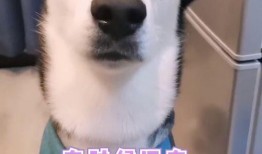 二狗与表哥互相爆料视频,视频曝光背后真相