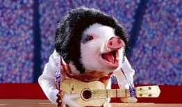 冷猪视频爆料,揭秘娱乐圈不为人知的幕后真相