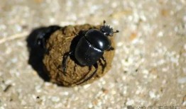 娱乐吃瓜酱屎壳郎,吃瓜酱屎壳郎的趣味人生