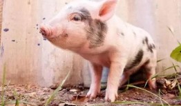 冷猪视频爆料,揭秘娱乐圈不为人知的幕后真相