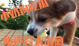 娱乐吃瓜菌小狗,揭秘娱乐圈那些不为人知的幕后故事