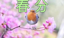 春分有雨在线观看,在线观看春分雨景，感受自然之美