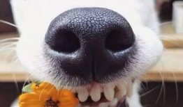 娱乐吃瓜酱狗子,揭秘娱乐圈那些不为人知的幕后故事