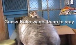 小猫爆料视频下载,一窥网络世界的真实一面