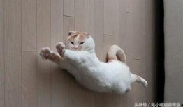 东北猫咪爆料视频大全集,视频大全集欢乐集结
