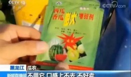 甜瓜乐园最新版本的爆料,揭秘全新版本神秘亮点与惊喜