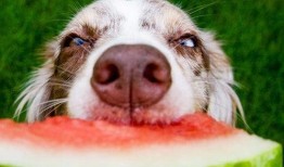 娱乐吃瓜菌小狗,揭秘娱乐圈那些不为人知的幕后故事